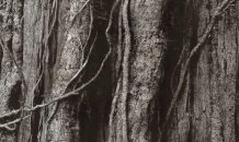 <br>© Tania Ferrão - Fading Roots #4, 2017 – Acrílico sobre  polipropileno - 45cm x 62,5cm