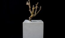<br>Jéssica Burrinha 
Réstia de  vida , 2015 
Cimento e ramos de parreira   
15 x 15 x15 cm  x 31 peças 
© 