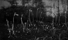 Paul Kohl<br>© Dancing Flower