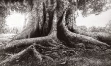 Tania Ferrão <br>© Fading Roots #12, 2017 – Acrílico sobre polipropileno – 61x 90 cm